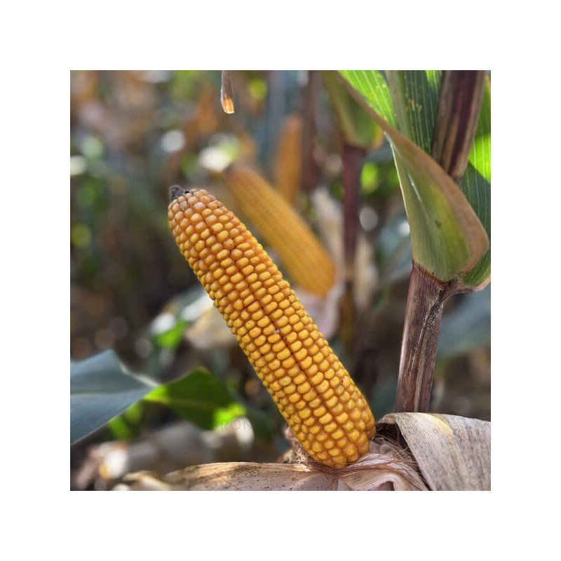 Nasiona kukurydzy SERAFINO FAO250 Nasiona kukurydzy SERAFINO FAO250