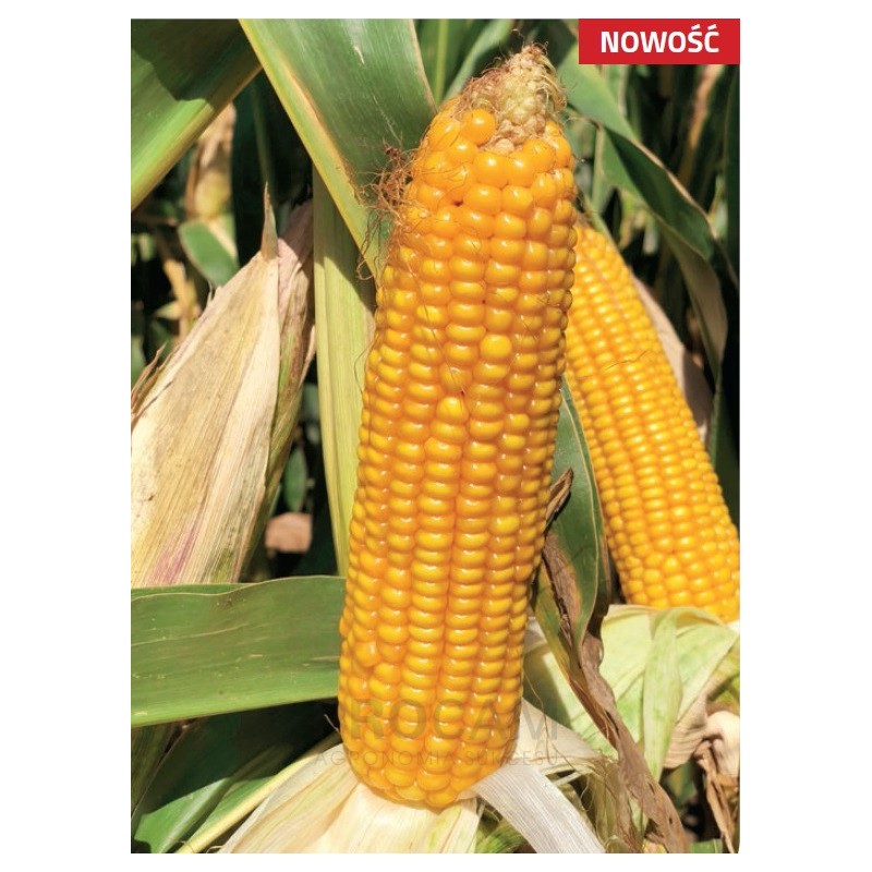 Nasiona kukurydzy RGT RANACADOR FAO210/220 Nasiona kukurydzy RGT RANACADOR FAO210/220