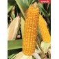Nasiona kukurydzy RGT RANACADOR FAO210/220 Nasiona kukurydzy RGT RANACADOR FAO210/220