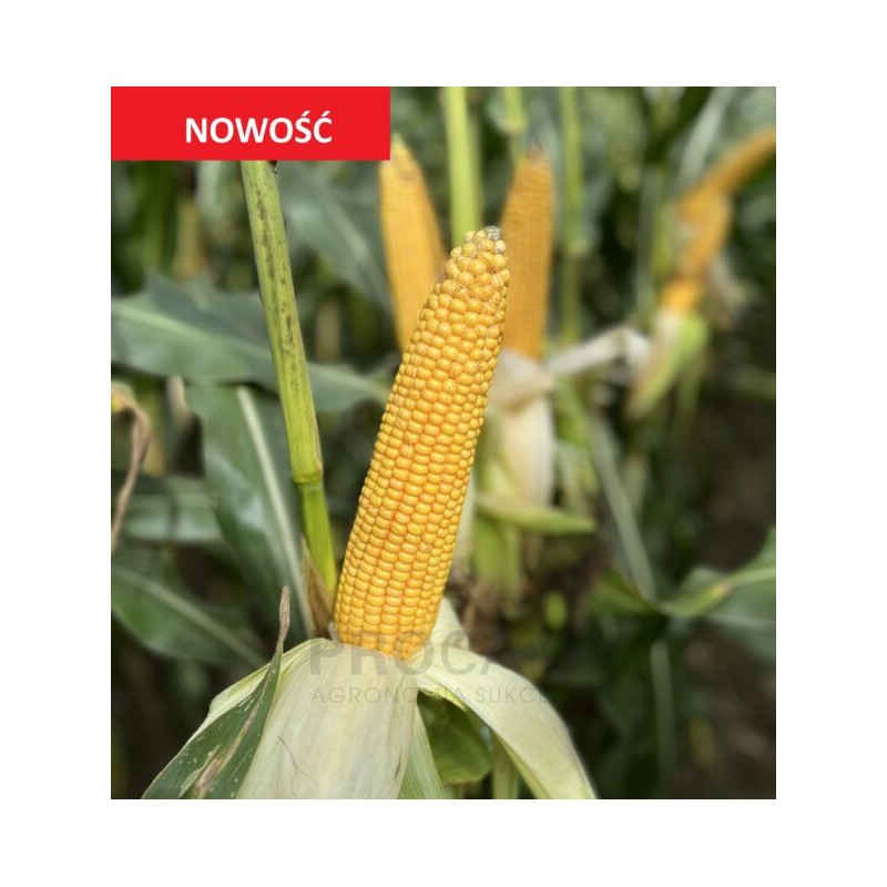 Nasiona kukurydzy PLOMO N FAO240/250 Nasiona kukurydzy PLOMO N FAO240/250