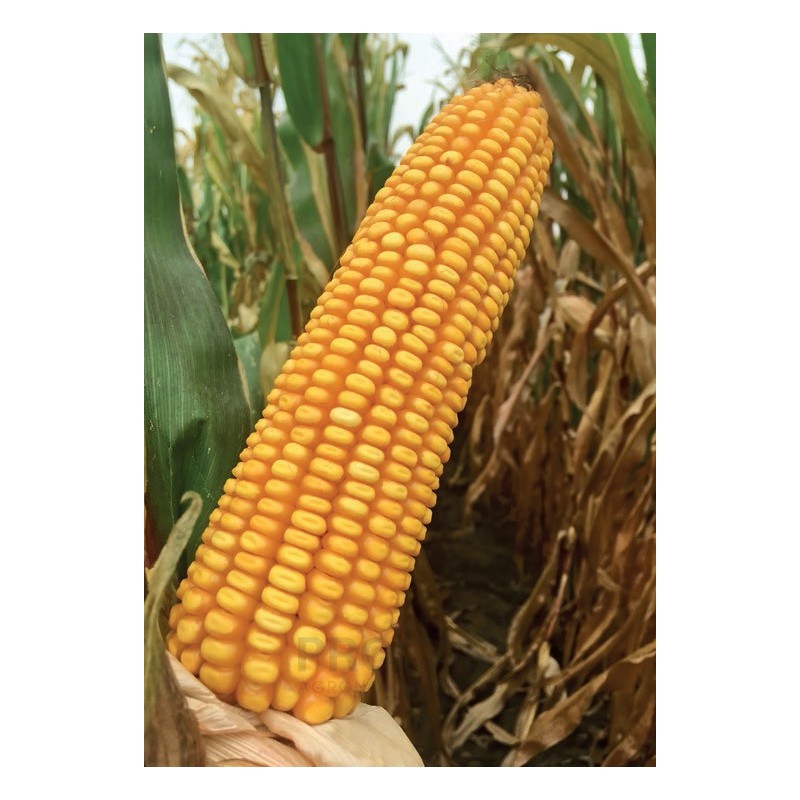 Nasiona kukurydzy LIGATO FAO230 Nasiona kukurydzy LIGATO FAO230