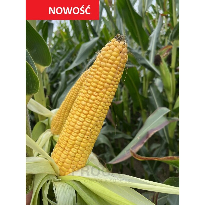 Nasiona kukurydzy SM NIDA N FAO250 Nasiona kukurydzy SM NIDA N FAO250