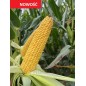 Nasiona kukurydzy SM NIDA N FAO250 Nasiona kukurydzy SM NIDA N FAO250